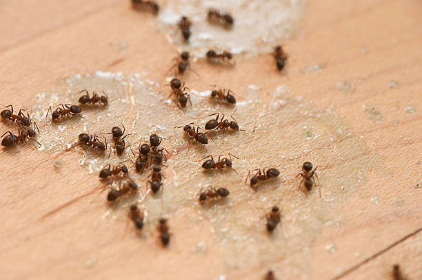 Spider Control Near Me in Middletown, DE